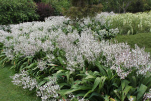 Arthropodium Cirratum 4kg Common Name: Renga Renga Lily / New Zealand Rock Lily