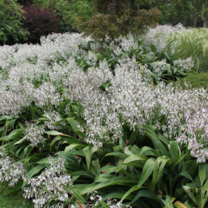 Arthropodium Cirratum 4kg Common Name: Renga Renga Lily / New Zealand Rock Lily