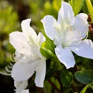 Azalea Compact White 17cm Pot