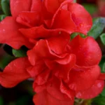 Azalea Double Red 17cm Pot