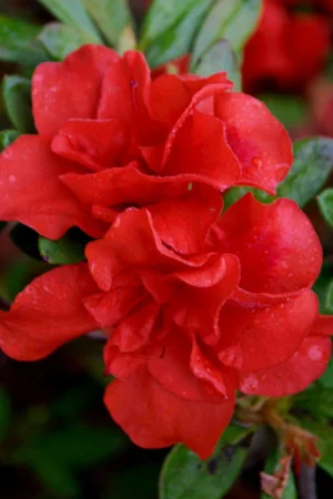 Azalea Double Red 17cm Pot