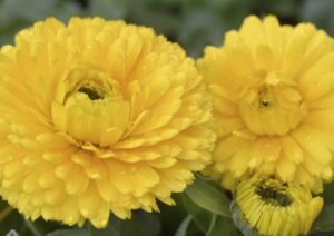 Calendula Orange and yellow 6 packs