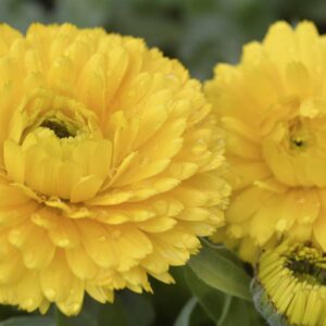 Calendula Orange and yellow 6 packs