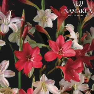 Cape Watsonia 'Pastel Palette' Bulbs Common Name: Suurkonel Cape Watsonia 'Pastel Palette' Bulbs Common Name: Suurkonel