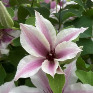 Clematis Ithemba ™ EviGsy PBR 19cm Pot