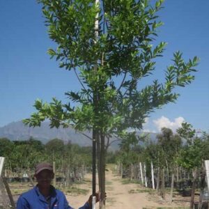 Combretum Erythrophyllum 100lt Common Name: Forest Willow, Riverbush willow