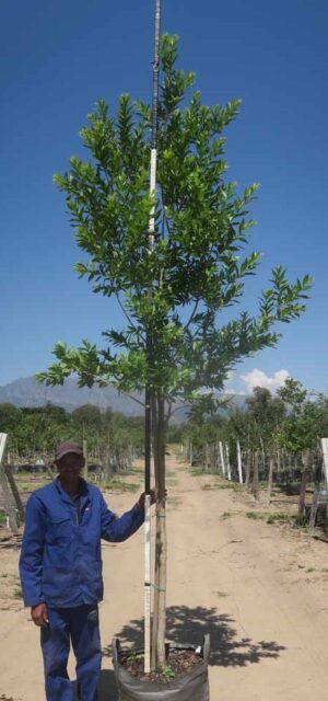 Combretum Erythrophyllum 100lt Common Name: Forest Willow, Riverbush willow