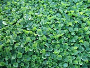 Dichondra Repens (Wonderlawn) 200 Plug Tray