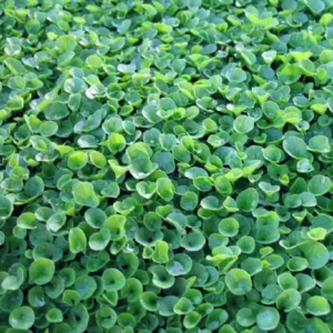 Dichondra Repens (Wonderlawn) 200 Plug Tray