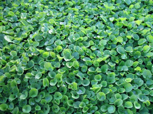 Wonderlawn Dichondra Repens 24 Pack Tray