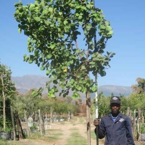 Dombeya Rotundifolia 100lt Common Name: Wild Pear Tree