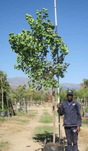 Dombeya Rotundifolia 100lt Common Name: Wild Pear Tree