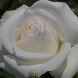 Free And Loyal Rose 5lt