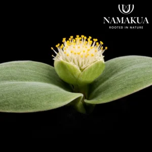 Haemanthus Deformis Evergreen Bulbs Common Name: White Paint Brush Haemanthus Deformis Evergreen Bulbs Common Name: White Paint Brush