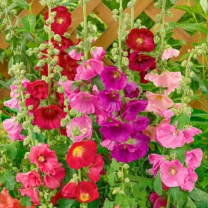 Hollyhocks Single Mix 6 Pack Tray