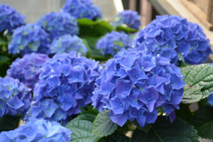 Hydrangea Early Blue 22cm Pot