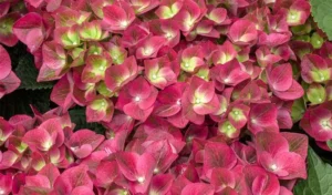 Hydrangea Grunes Gewolbe 22cm Pot