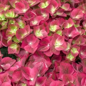 Hydrangea Grunes Gewolbe 22cm Pot