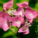 Hydrangea Lace Cap Pink 22cm Pot