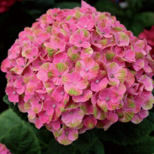 Hydrangea Magical Coral 22cm Pot