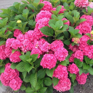 Hydrangea Magical Garnet 22cm Pot