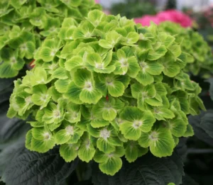 Hydrangea Magical Green Cloud 22cm Pot