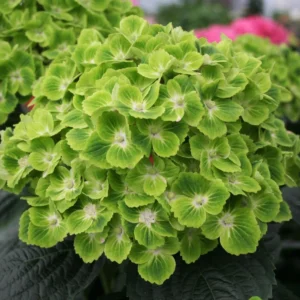 Hydrangea Magical Green Cloud 22cm Pot