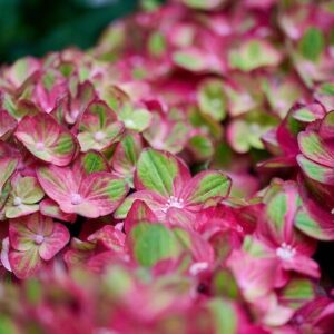 Hydrangea Magical Greenfire 22cm Pot