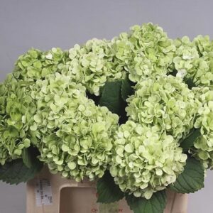 Hydrangea Magical Ivory 22cm Pot