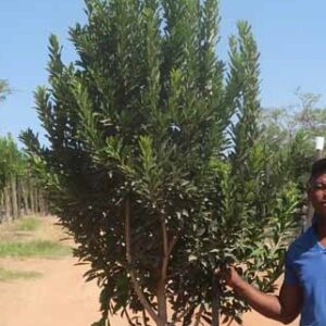 Ilex Mitis 200lt Common Name: Cape Holly Tree