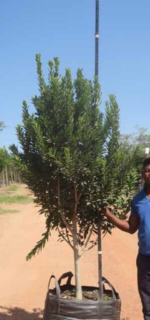Ilex Mitis 200lt Common Name: Cape Holly Tree