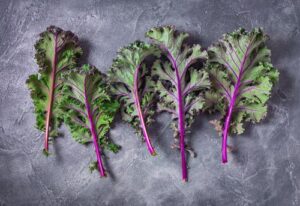 Kale Red Russian 6 Pack Tray