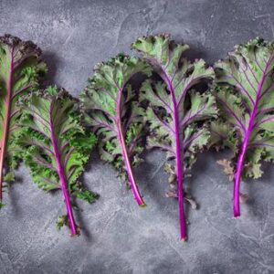 Kale Red Russian 6 Pack Tray