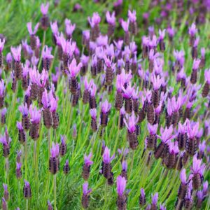 Lavender Stoechas Purple 4 Pack Tray