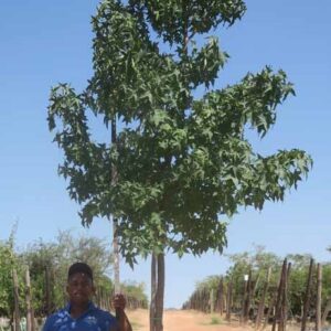 Liquidambar Styraciflua 200lt Common Name: Sweet Gum