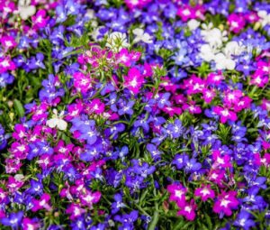 Lobelia Riviera Mix 4 Pack Tray