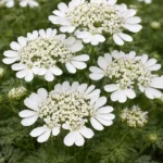 Orlaya Grandiflora 6 Pack Tray Common Name: White Lace Flower