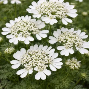 Orlaya Grandiflora 6 Pack Tray Common Name: White Lace Flower