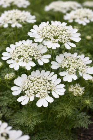 Orlaya Grandiflora 6 Pack Tray Common Name: White Lace Flower