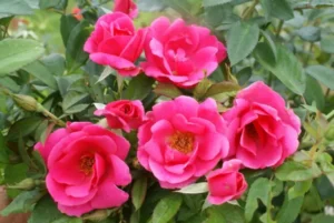 Rose Pink Ayeye 5lt
