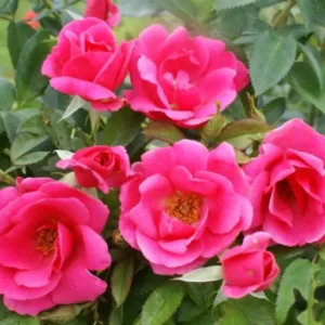 Rose Pink Ayeye 5lt