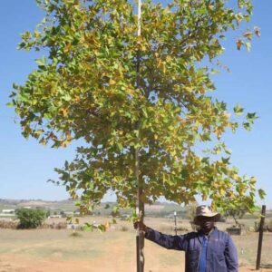 Platanus Acerifolia 400lt