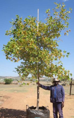 Platanus Acerifolia 400lt