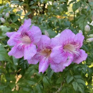 Podranea Ricasoliana 10ltea ricasoliana Podranea Ricasoliana 10lt