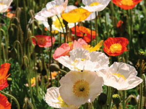 Poppy Iceland Garden Mix 6 Pack Tray