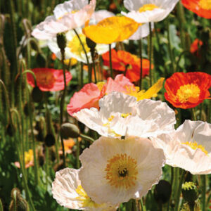 Poppy Iceland Garden Mix 6 Pack Tray