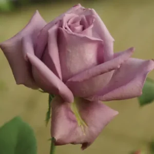 Steve Hofmeyr Rose 5lt