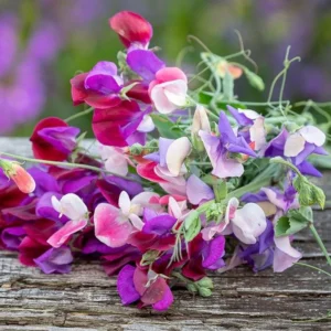 Sweetpea Dwarf 6 Pack Tray