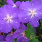 Tibouchina Elegans 10lt Common Name: Glory Tree. Glory Bush