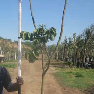 Trichilia Emetica 100lt Common Name: Natal Mohogany